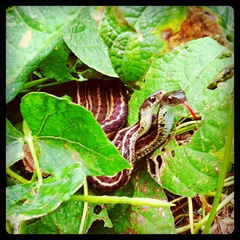 Garden Snakes